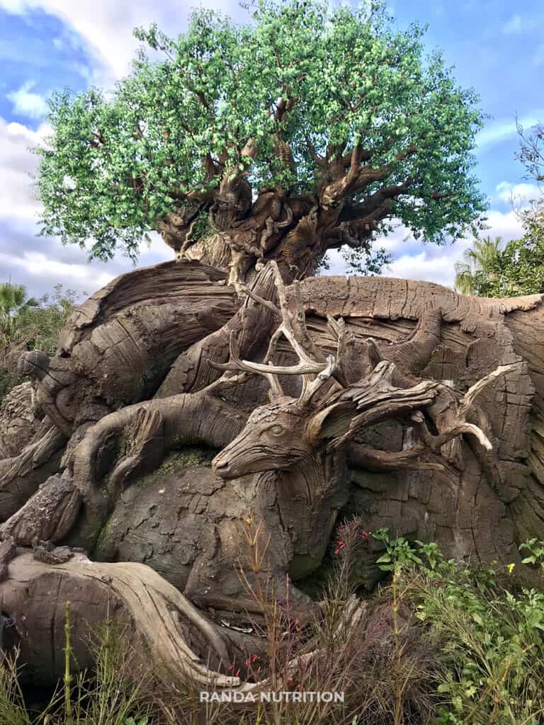 animal details on the tree of life at discovery island